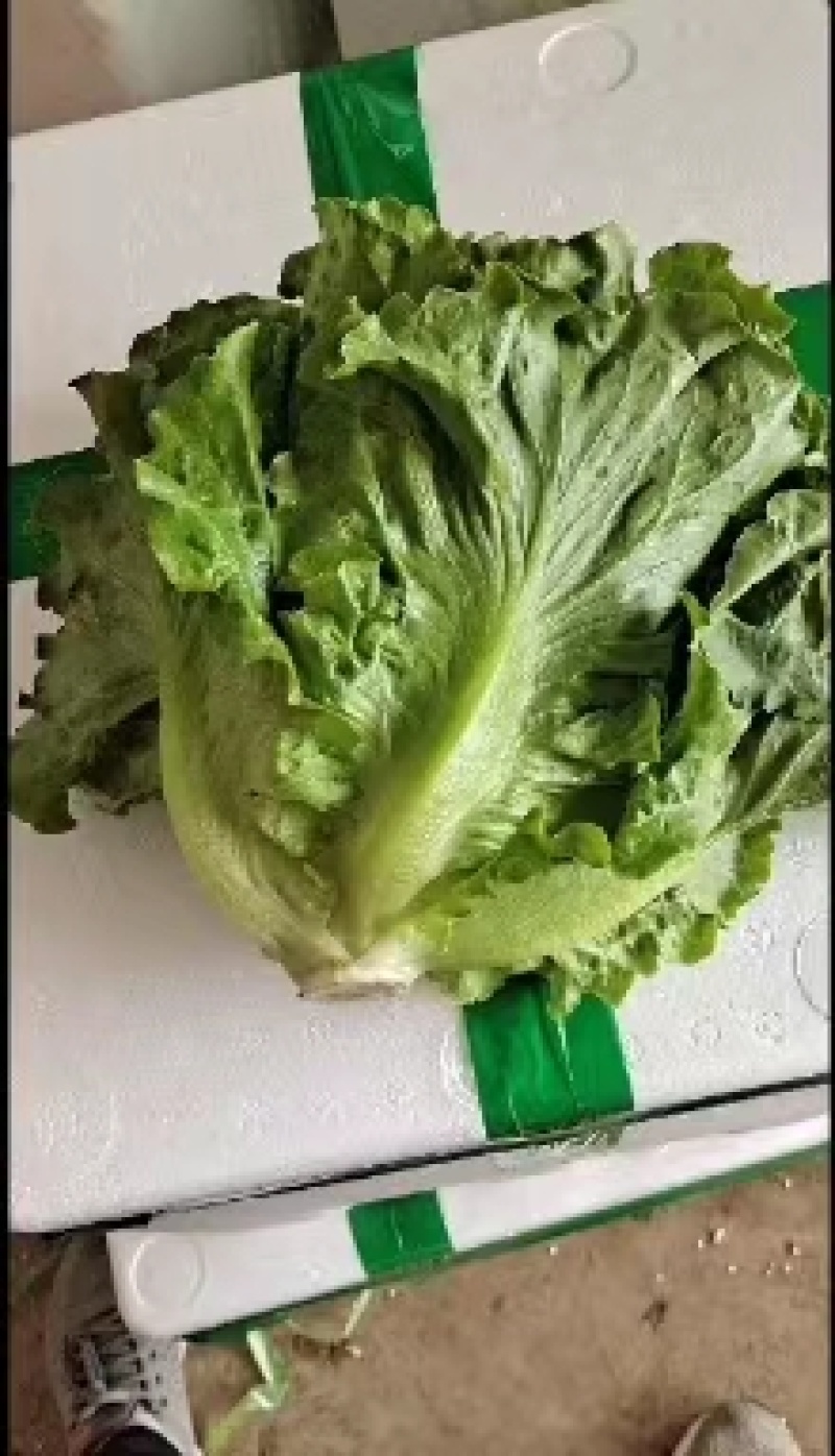 意大利生菜，生菜球，大叶生菜。各种蔬菜供应，品质好价格优