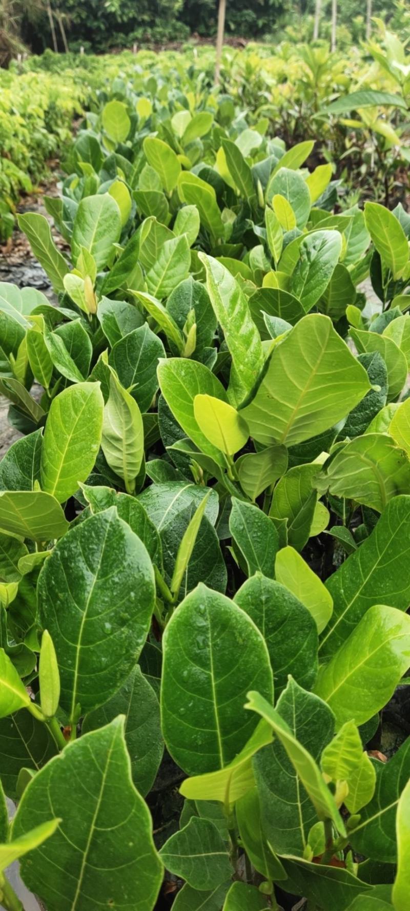 【牛商推荐】白沙榴莲蜜苗大丁红长孟尖等品种欢迎订购
