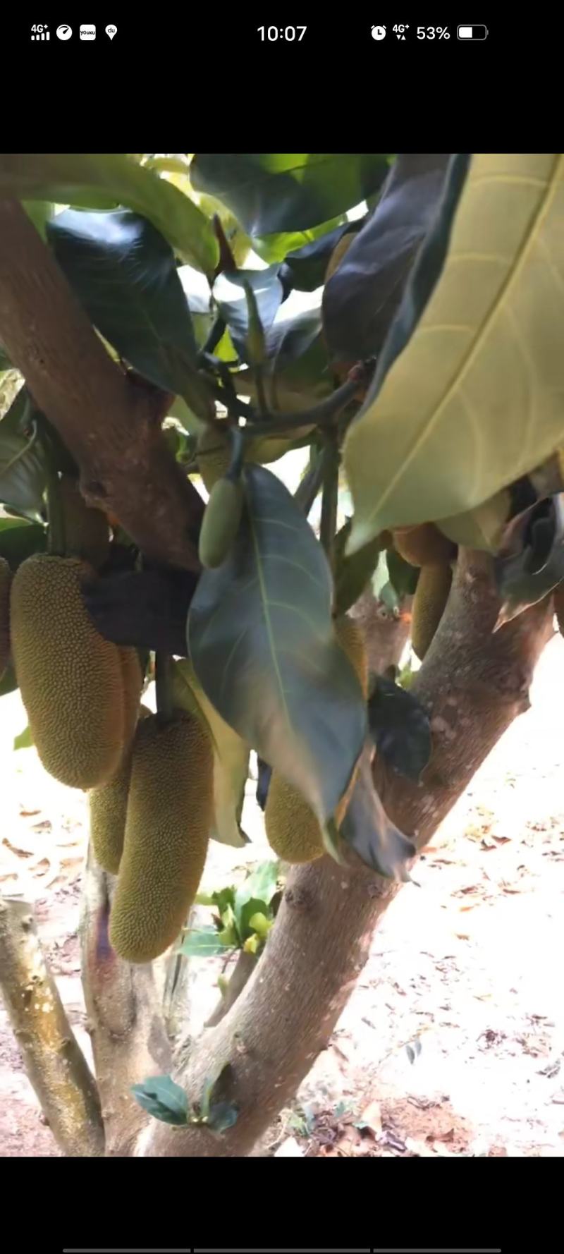 【牛商推荐】白沙榴莲蜜苗大丁红长孟尖等品种欢迎订购