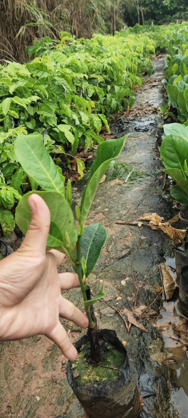 【牛商推荐】白沙榴莲蜜苗大丁红长孟尖等品种欢迎订购