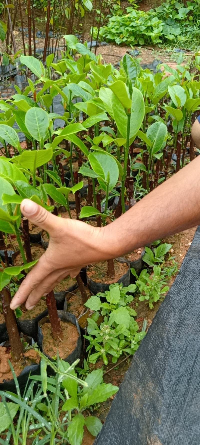 【牛商推荐】白沙榴莲蜜苗大丁红长孟尖等品种欢迎订购