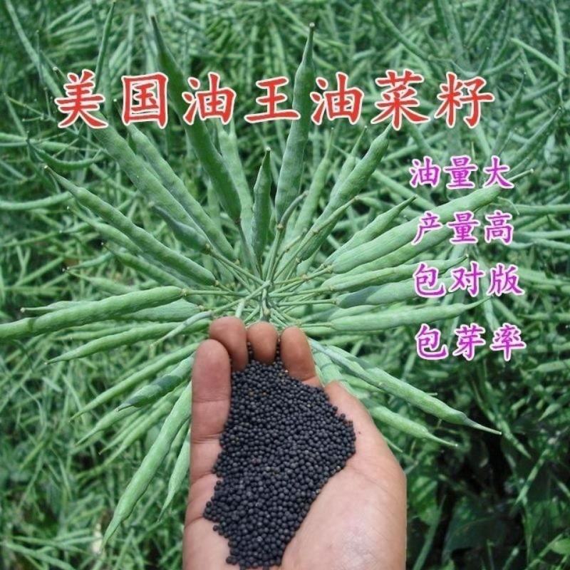 油菜籽种观赏油菜花榨油食用油菜籽油杂交高产油菜种子花海种