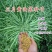 油菜籽种观赏油菜花榨油食用油菜籽油杂交高产油菜种子花海种