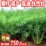 油菜籽种观赏油菜花榨油食用油菜籽油杂交高产油菜种子花海种