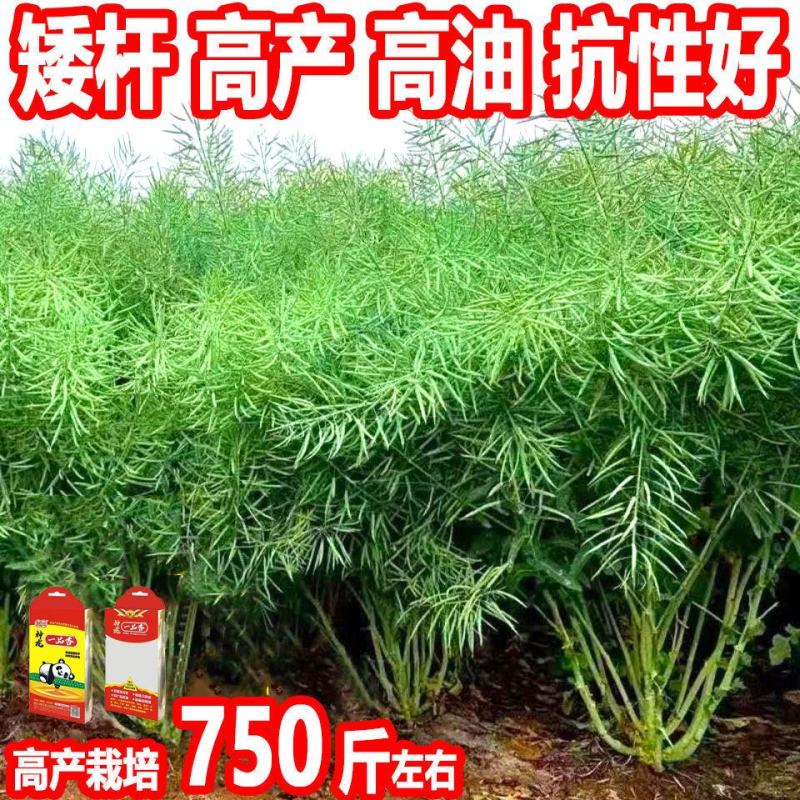 油菜籽种观赏油菜花榨油食用油菜籽油杂交高产油菜种子花海种