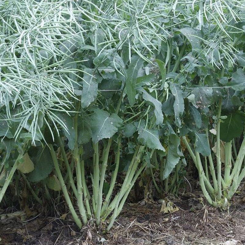 油菜籽种观赏油菜花榨油食用油菜籽油杂交高产油菜种子花海种