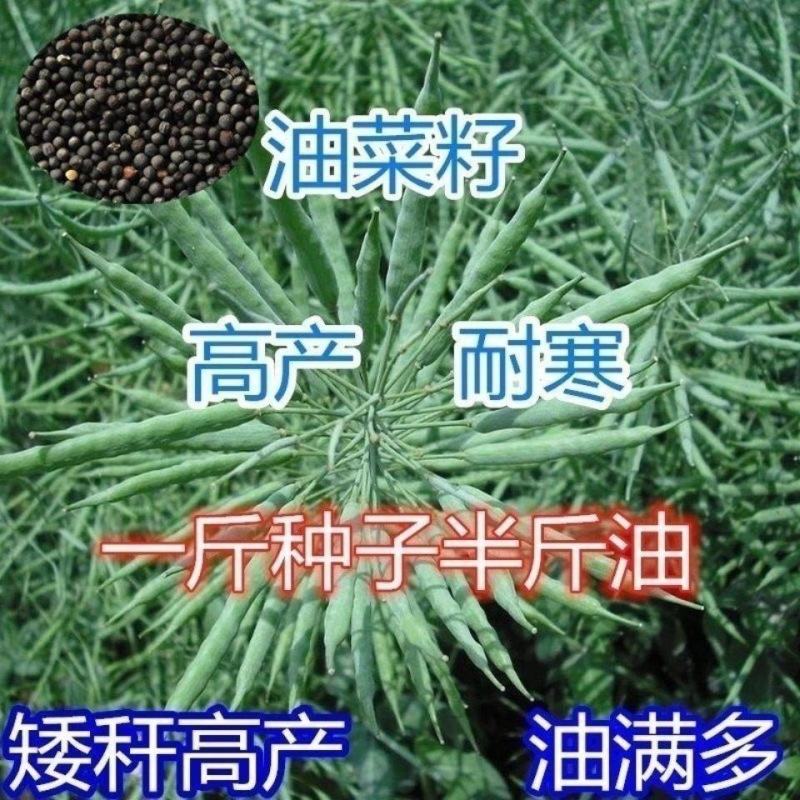 油菜籽种观赏油菜花榨油食用油菜籽油杂交高产油菜种子花海种
