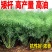 油菜籽种观赏油菜花榨油食用油菜籽油杂交高产油菜种子花海种
