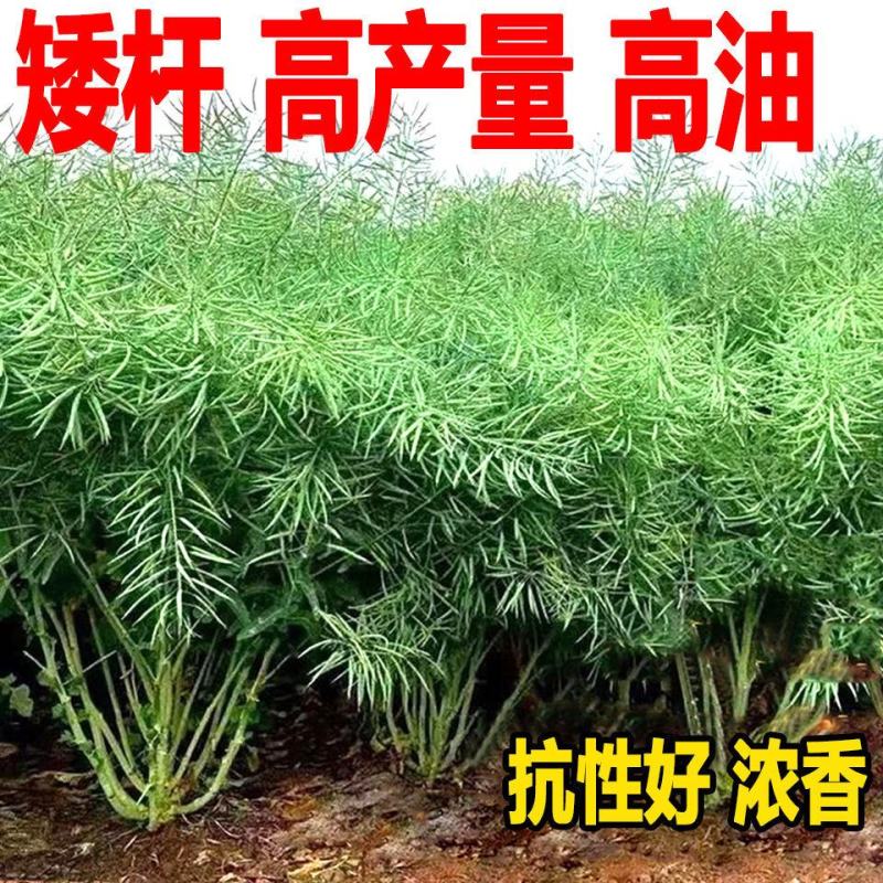 油菜籽种观赏油菜花榨油食用油菜籽油杂交高产油菜种子花海种