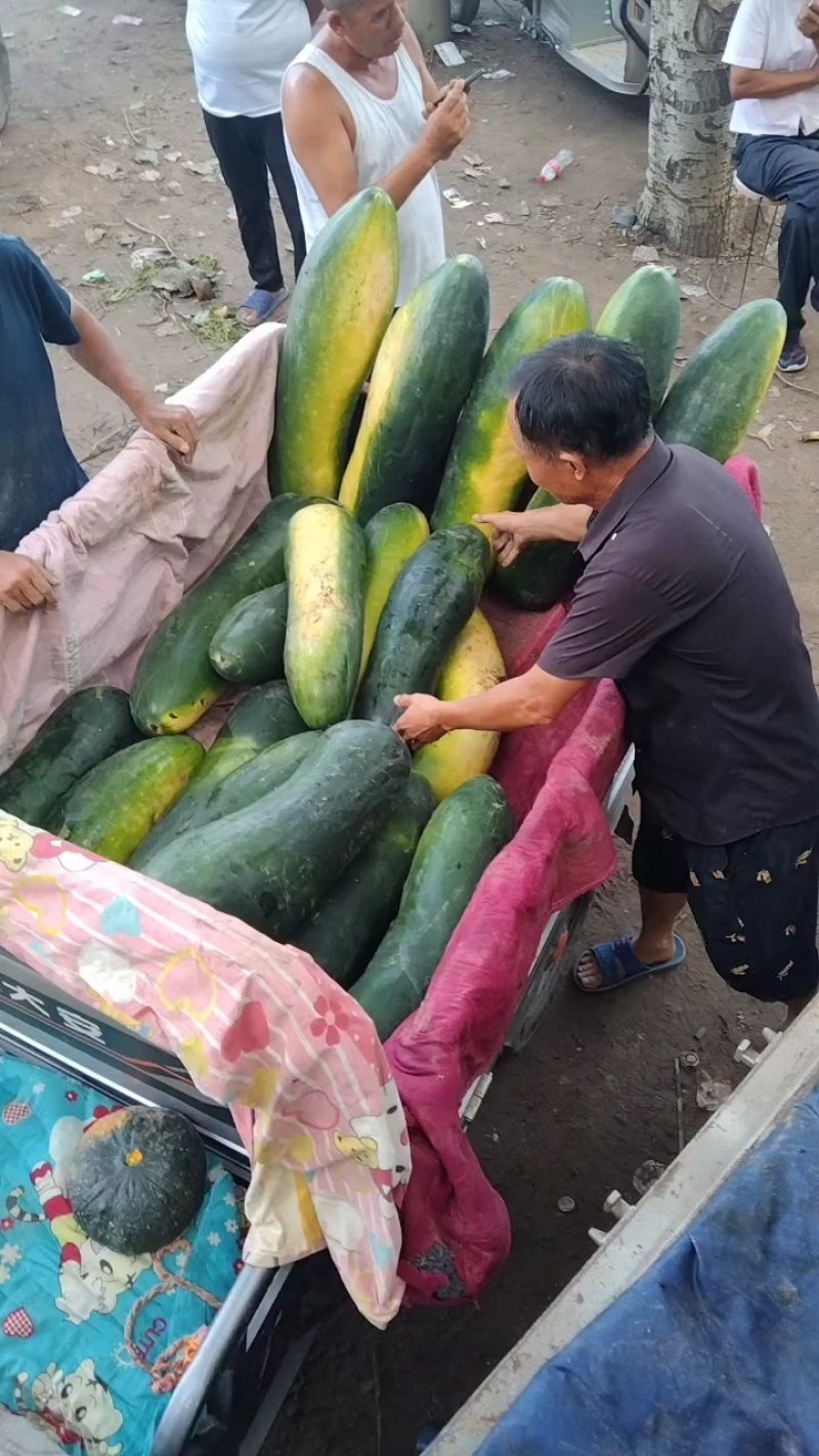 冬瓜，黑皮冬瓜，货源充足，质量保证，真诚代办，