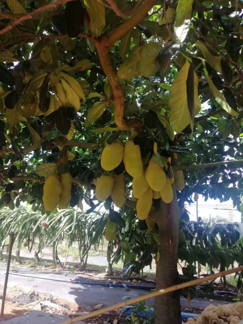 【牛商推荐】白沙榴莲蜜苗大丁红长孟尖等品种欢迎订购