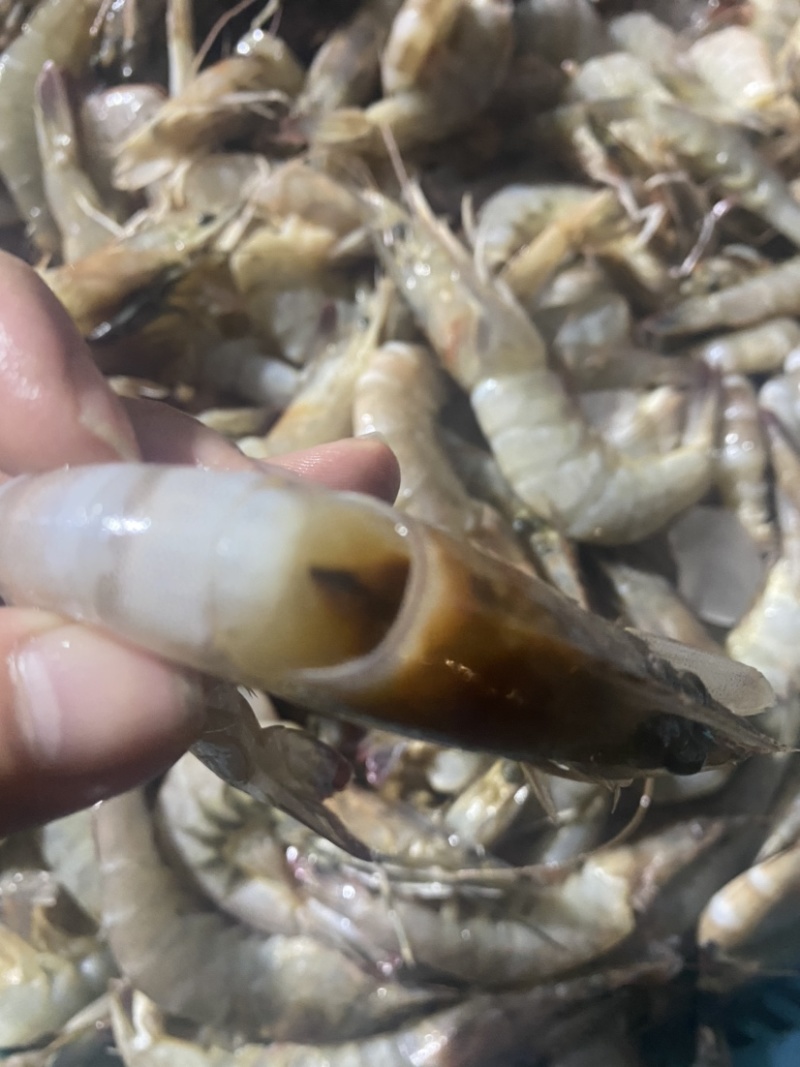 冰冻基围虾，南美白对虾，白虾