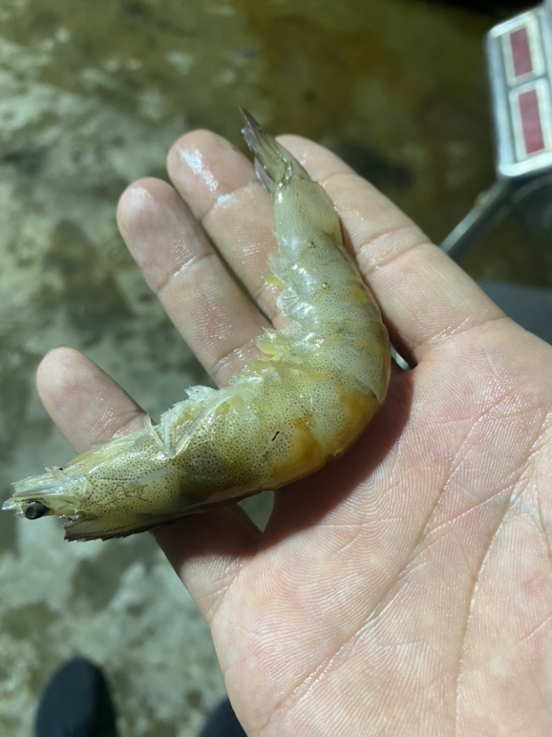 冰冻基围虾，南美白对虾，白虾