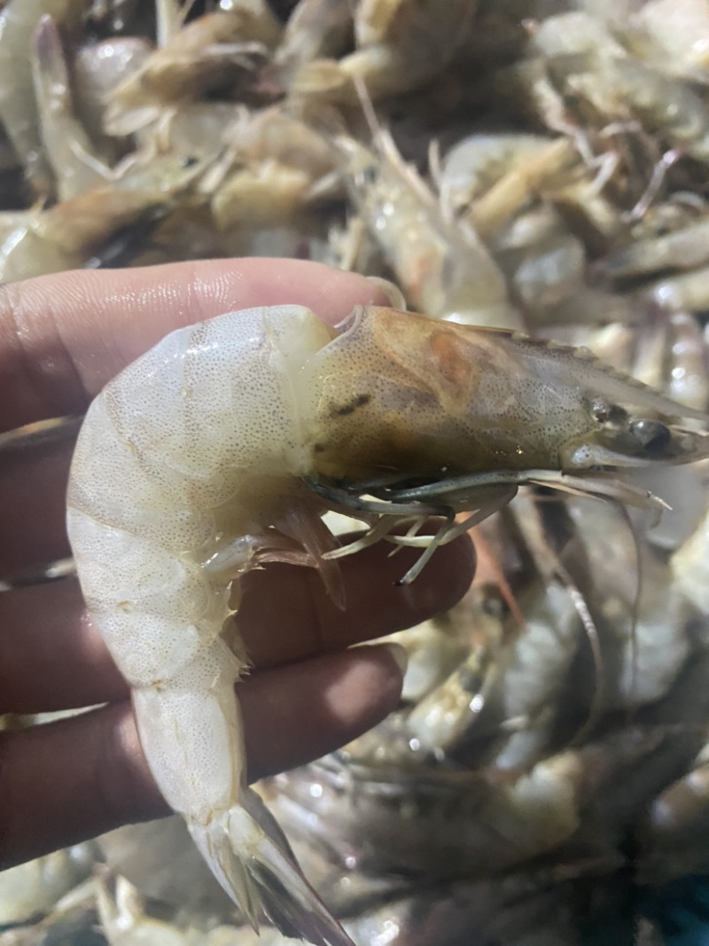 冰冻基围虾，南美白对虾，白虾