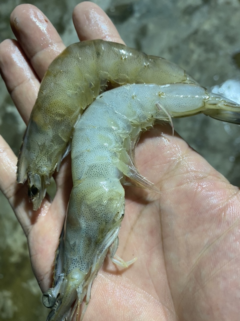 冰冻基围虾，南美白对虾，白虾