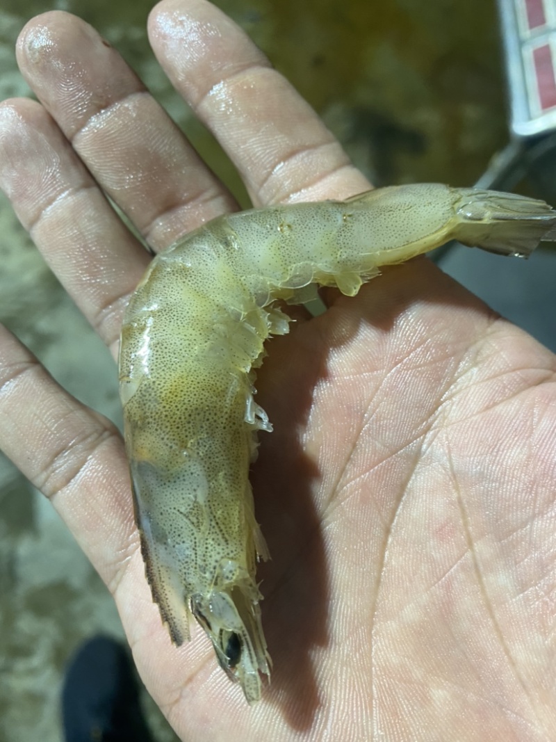 冰冻基围虾，南美白对虾，白虾