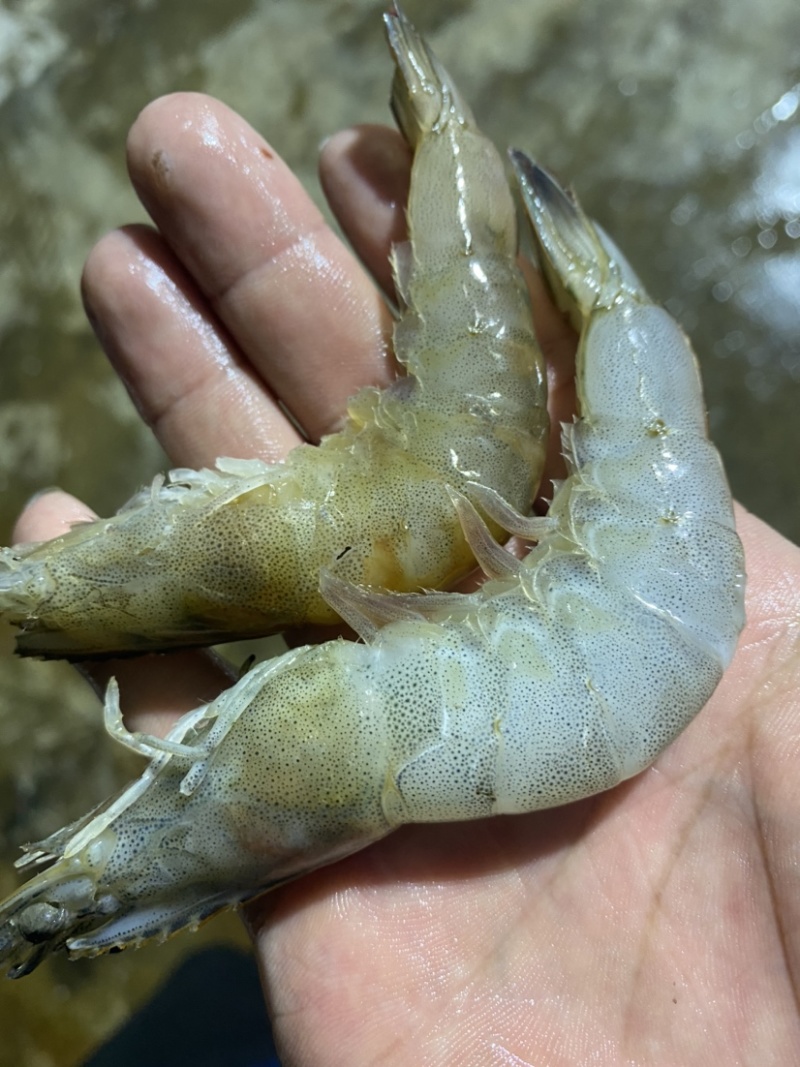 冰冻基围虾，南美白对虾，白虾
