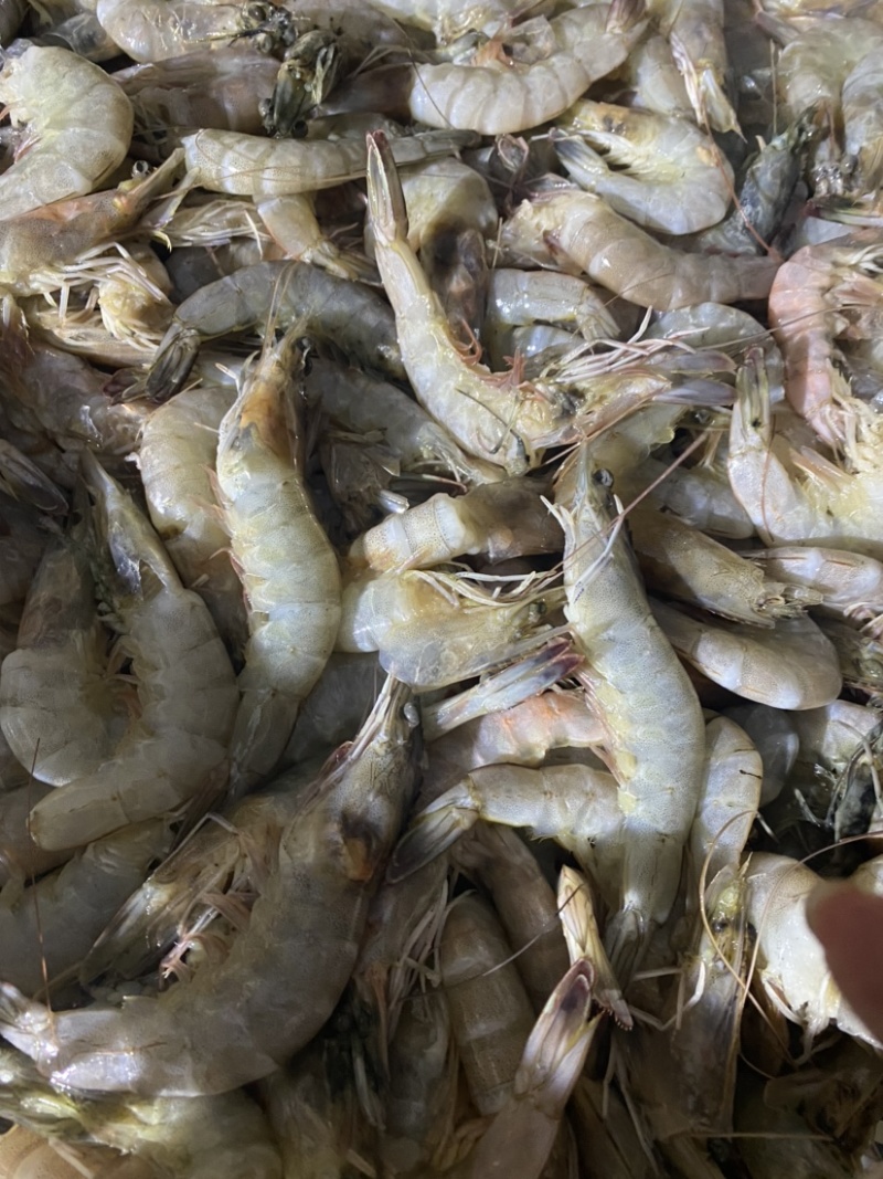 冰冻基围虾，南美白对虾，白虾