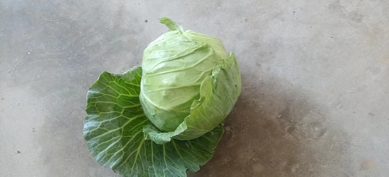 甘蓝