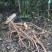 山豆根5年防野生山豆根种植无底肥30亩坡地