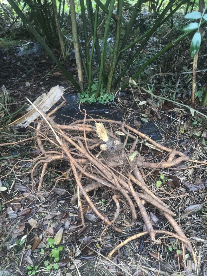 山豆根5年防野生山豆根种植无底肥30亩坡地