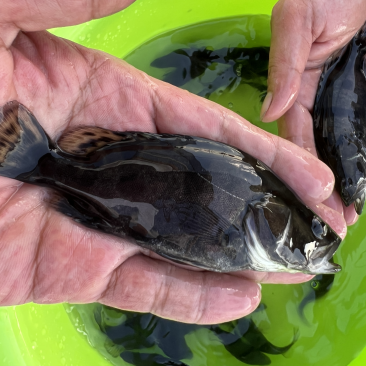 饲料鳜鱼苗