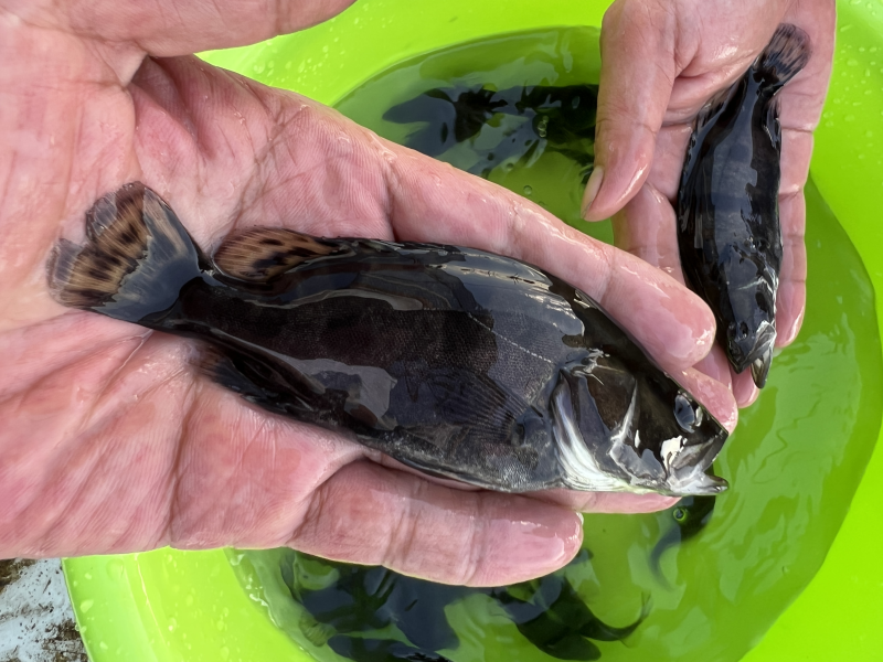 饲料鳜鱼苗