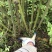 山豆根5年防野生山豆根种植无底肥30亩坡地