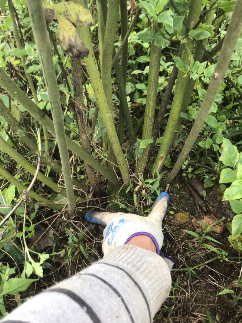山豆根5年防野生山豆根种植无底肥30亩坡地