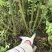 山豆根5年防野生山豆根种植无底肥30亩坡地