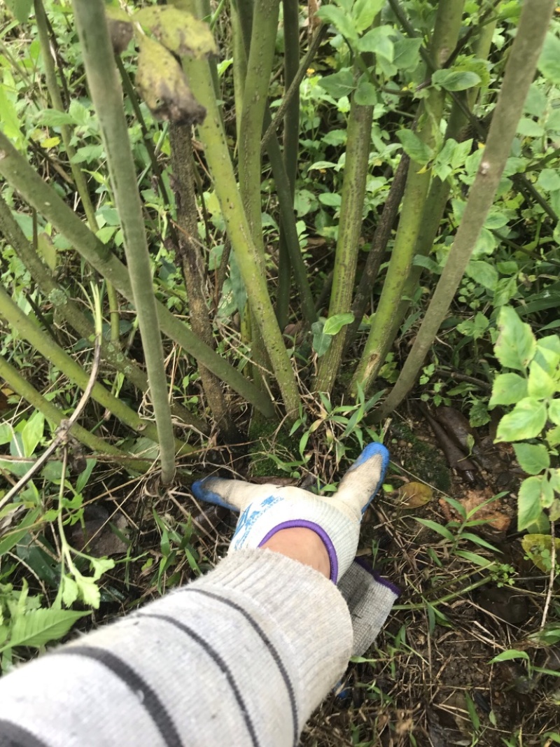 山豆根5年防野生山豆根种植无底肥30亩坡地