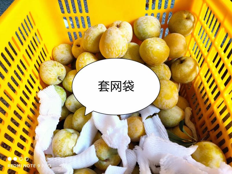 湖南文明半条被子水果之乡黄金奈李一件代发