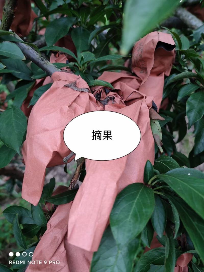 湖南文明半条被子水果之乡黄金奈李一件代发