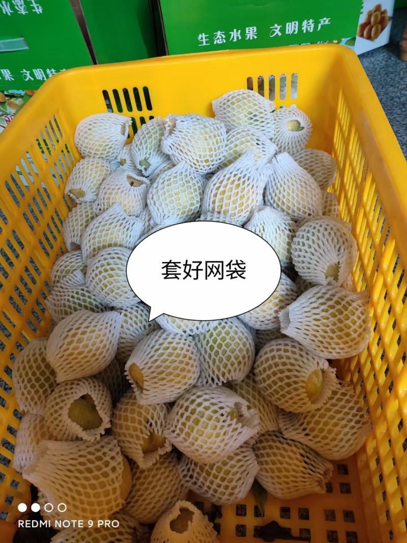 湖南文明半条被子水果之乡黄金奈李一件代发