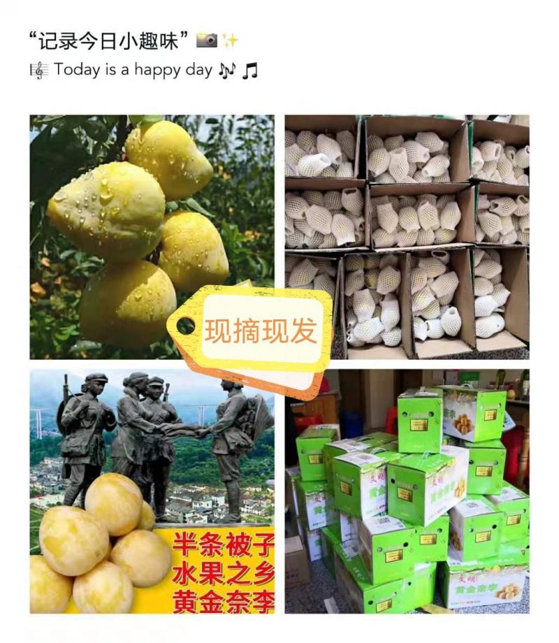 湖南文明半条被子水果之乡黄金奈李一件代发