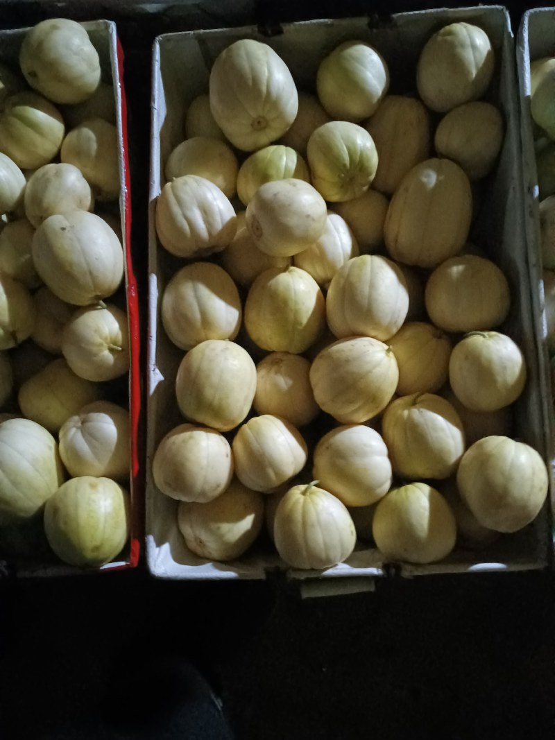 春意和村沙地香瓜嘎嘎甜