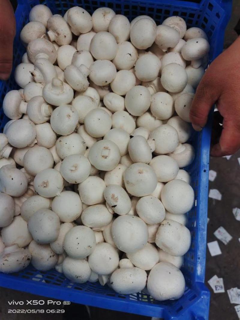 双孢菇