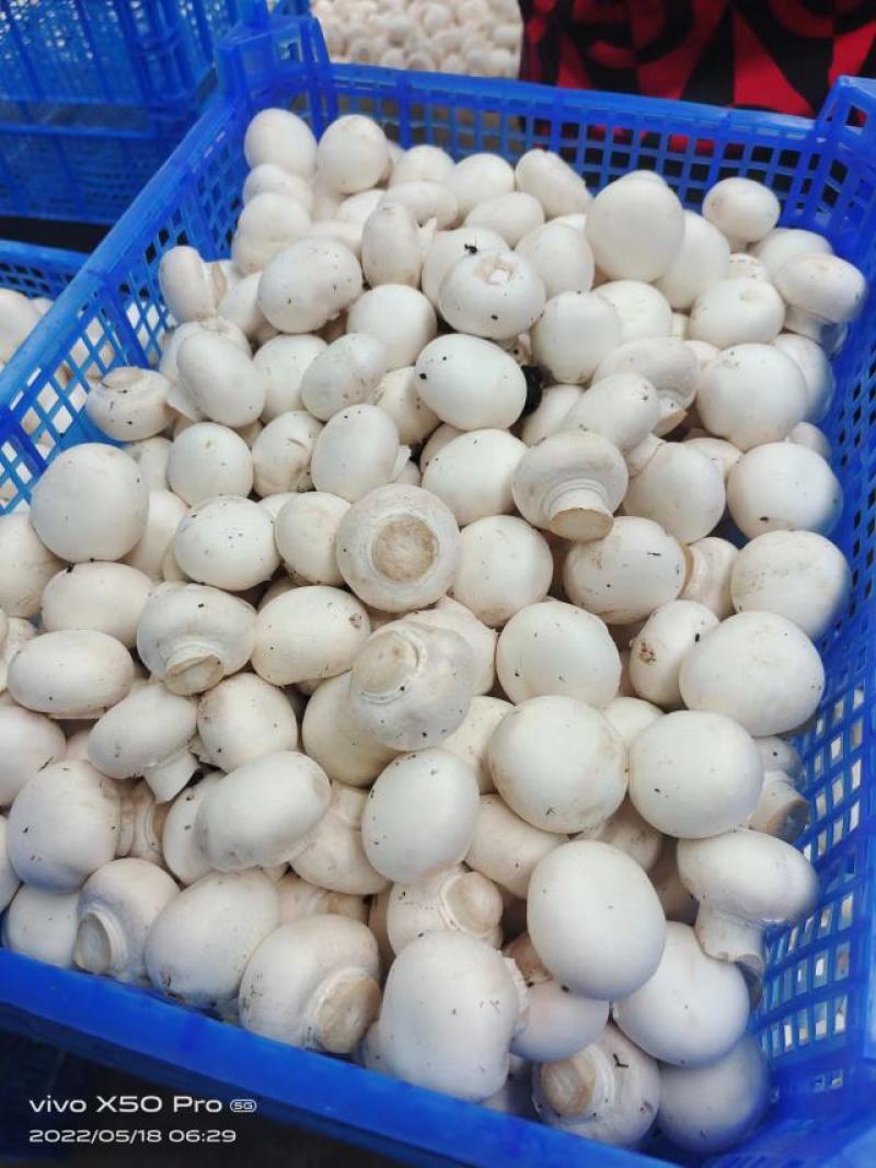 双孢菇