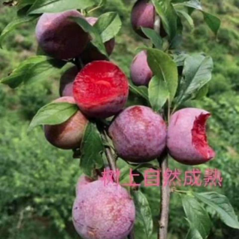 湖南文明半条被子水果之乡苹果李一件代发
