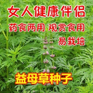 益母草种子女性养颜补血中药菜籽四季易种盆栽有机蔬菜种子