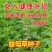 益母草种子女性养颜补血中药菜籽四季易种盆栽有机蔬菜种子