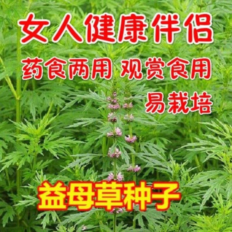 益母草种子女性养颜补血中药菜籽四季易种盆栽有机蔬菜种子