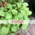益母草种子女性养颜补血中药菜籽四季易种盆栽有机蔬菜种子