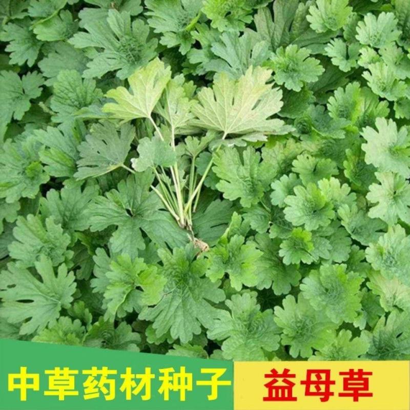 益母草种子女性养颜补血中药菜籽四季易种盆栽有机蔬菜种子