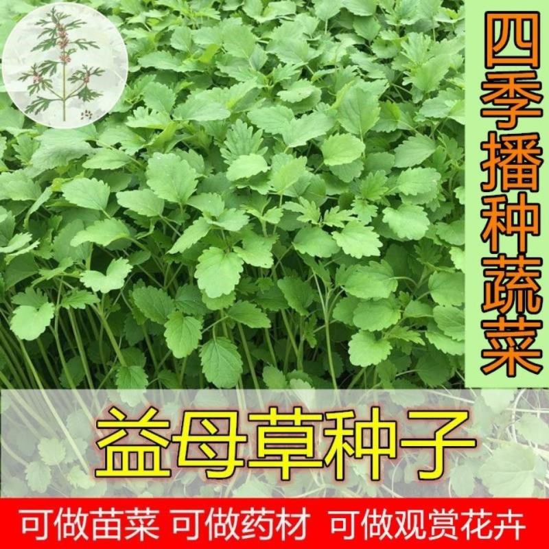益母草种子女性养颜补血中药菜籽四季易种盆栽有机蔬菜种子