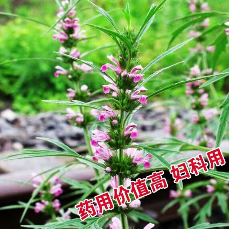 益母草种子女性养颜补血中药菜籽四季易种盆栽有机蔬菜种子