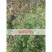 益母草种子女性养颜补血中药菜籽四季易种盆栽有机蔬菜种子