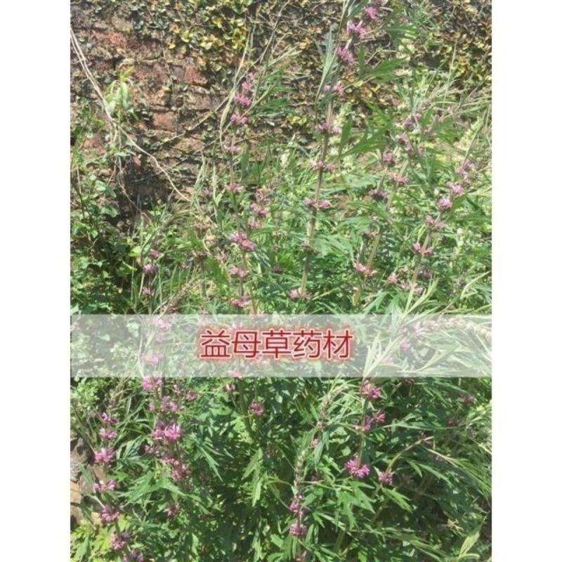 益母草种子女性养颜补血中药菜籽四季易种盆栽有机蔬菜种子