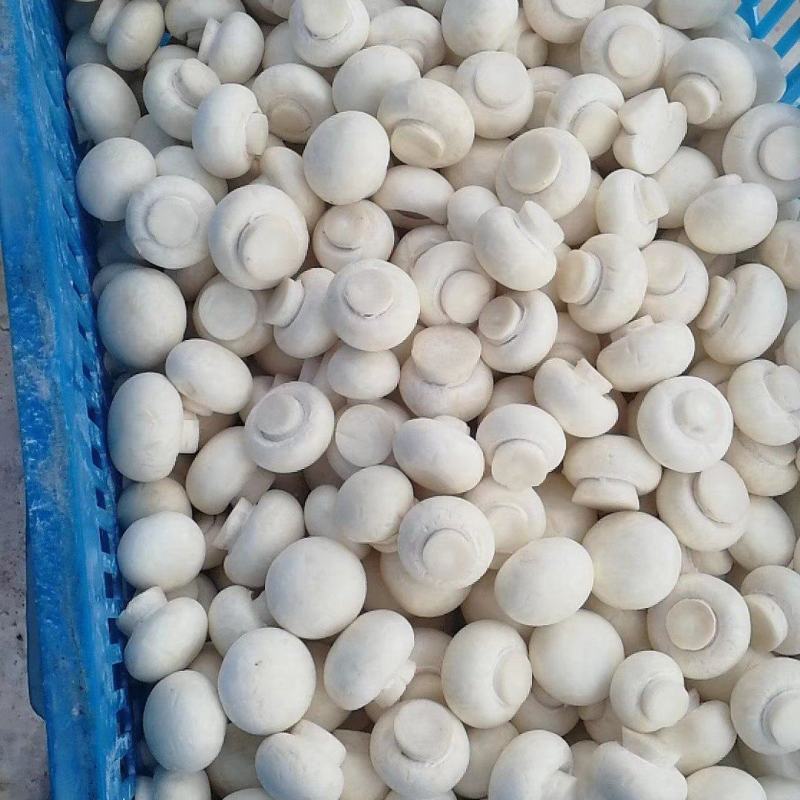 双孢菇