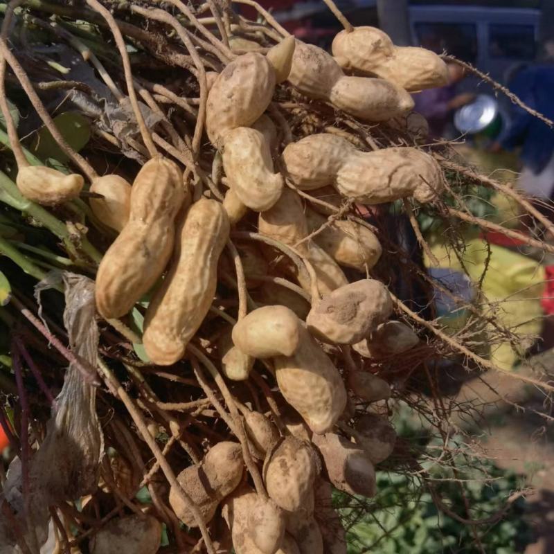 精品开封大白沙花生，产地直发，货源充足，品质保证，可视频看货
